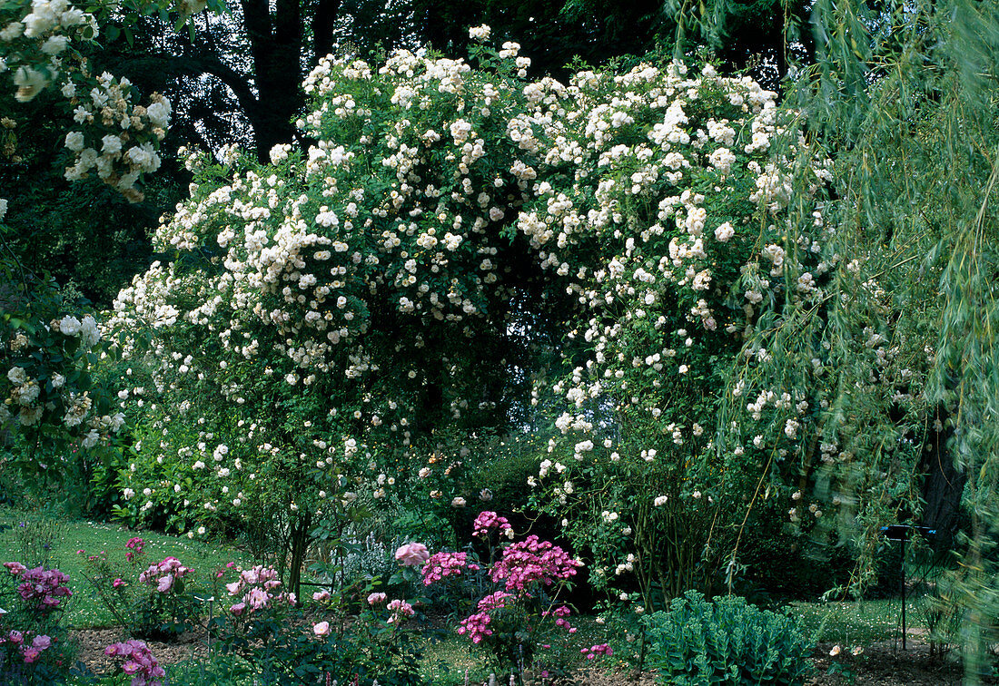 Rosa 'Alister Stella Gray'(Kletterrose, Ramblerrose), öfterblühend mit Duft