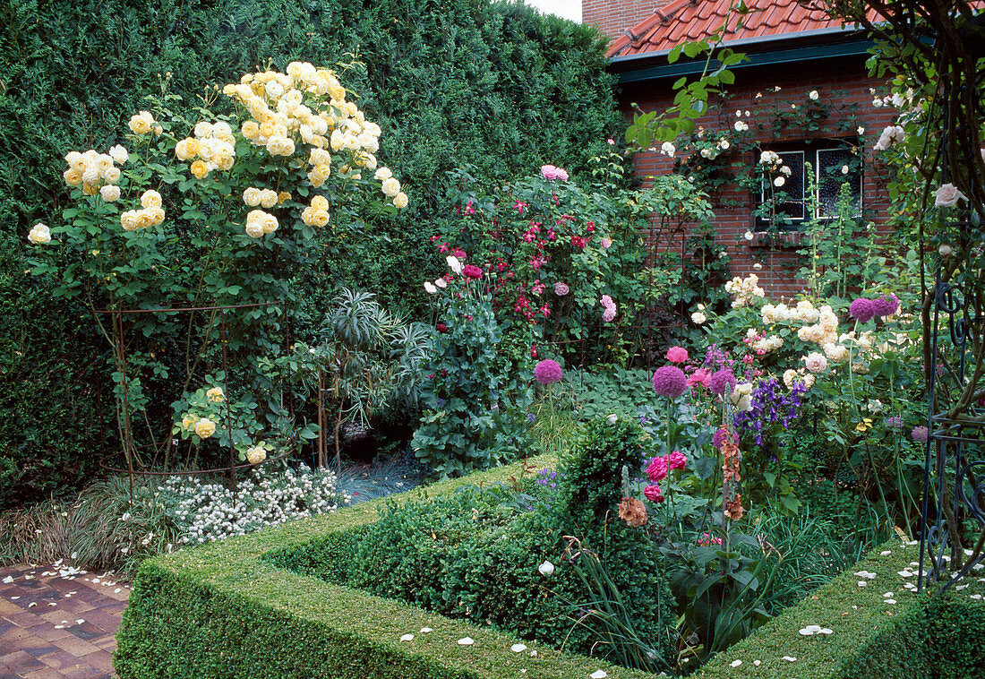 Blühende Blumen und eckige Buchs-Hecke im Garten