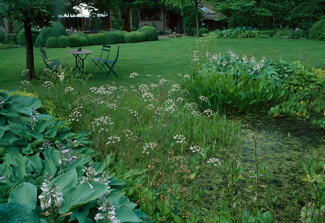 Gartenteich mit Oenanthe aquatica (Wasserfenchel), Sagittaria (Pfeilkraut), Pontederia cordata (Hechtkraut), am Ufer Hosta (Funkien), Sitzgruppe auf dem Rasen, hinten Haus mit Buxus (Buchs) - Wolkenschnitt