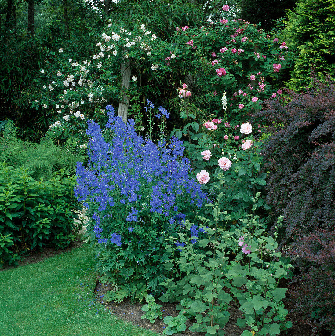 Rosa 'Queen Elisabeth'' New Dawn '' Zephirine Drouhin' (Rosen), Delphinium 'Picolo'(Rittersporn), Lavatera (Buschmalve) und Berberis (Blut-Berberitze)