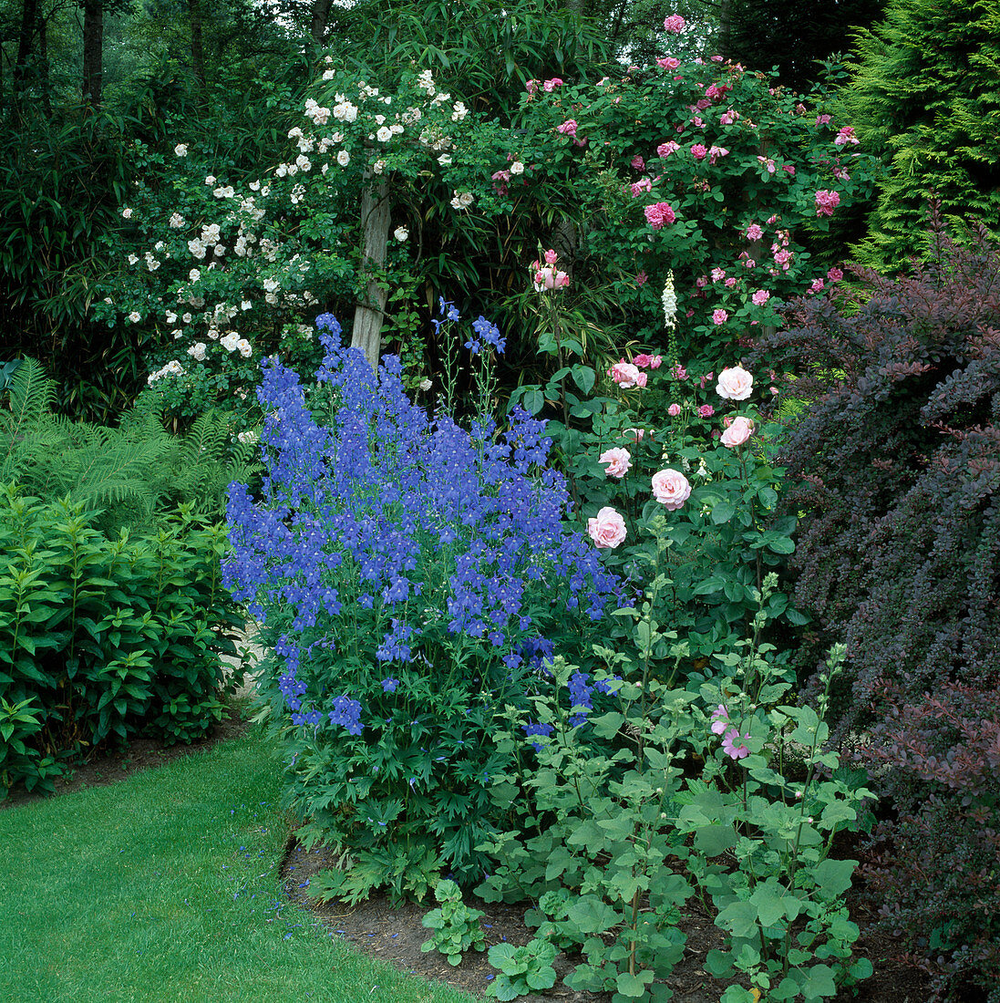 Rosa 'Queen Elisabeth'' New Dawn '' Zephirine Drouhin' (roses), Delphinium 'Picolo'(delphinium), Lavatera (bush mallow) and Berberis (blood barberry)