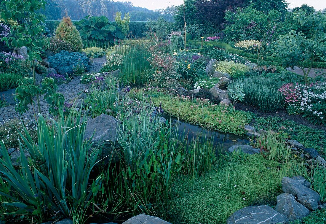 Gartenanlage mit Wassergarten und Staudenbeeten - Pontederia (Hechtkraut), Iris (Sumpfschwertlilie), Sedum (Fetthenne), Gunnera manicata (Mammutblatt)