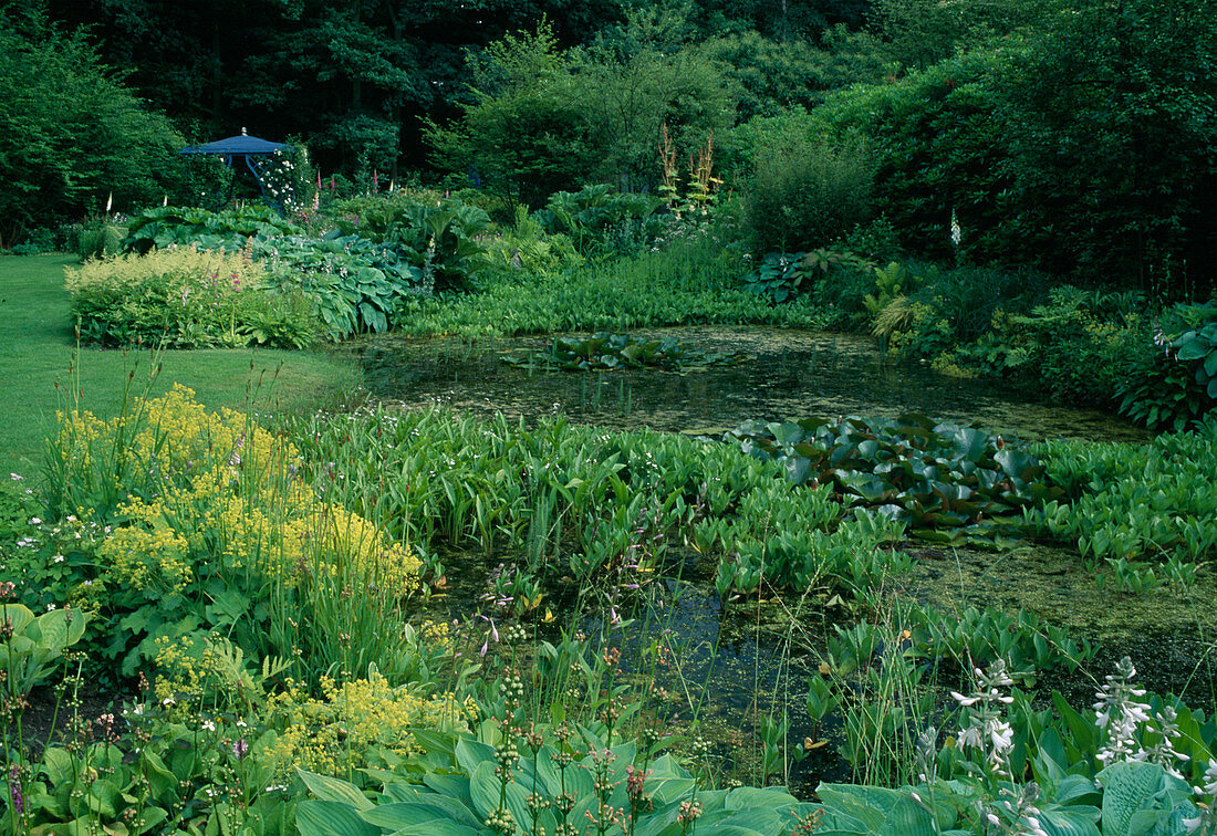 Garden pond: Menyanthes trifoliata (fever clover), Alisma (frogspoon), Nymphaea (water lilies), on the bank Alchemilla mollis (lady's mantle), Hosta (funcias), Astilbe (daisy)