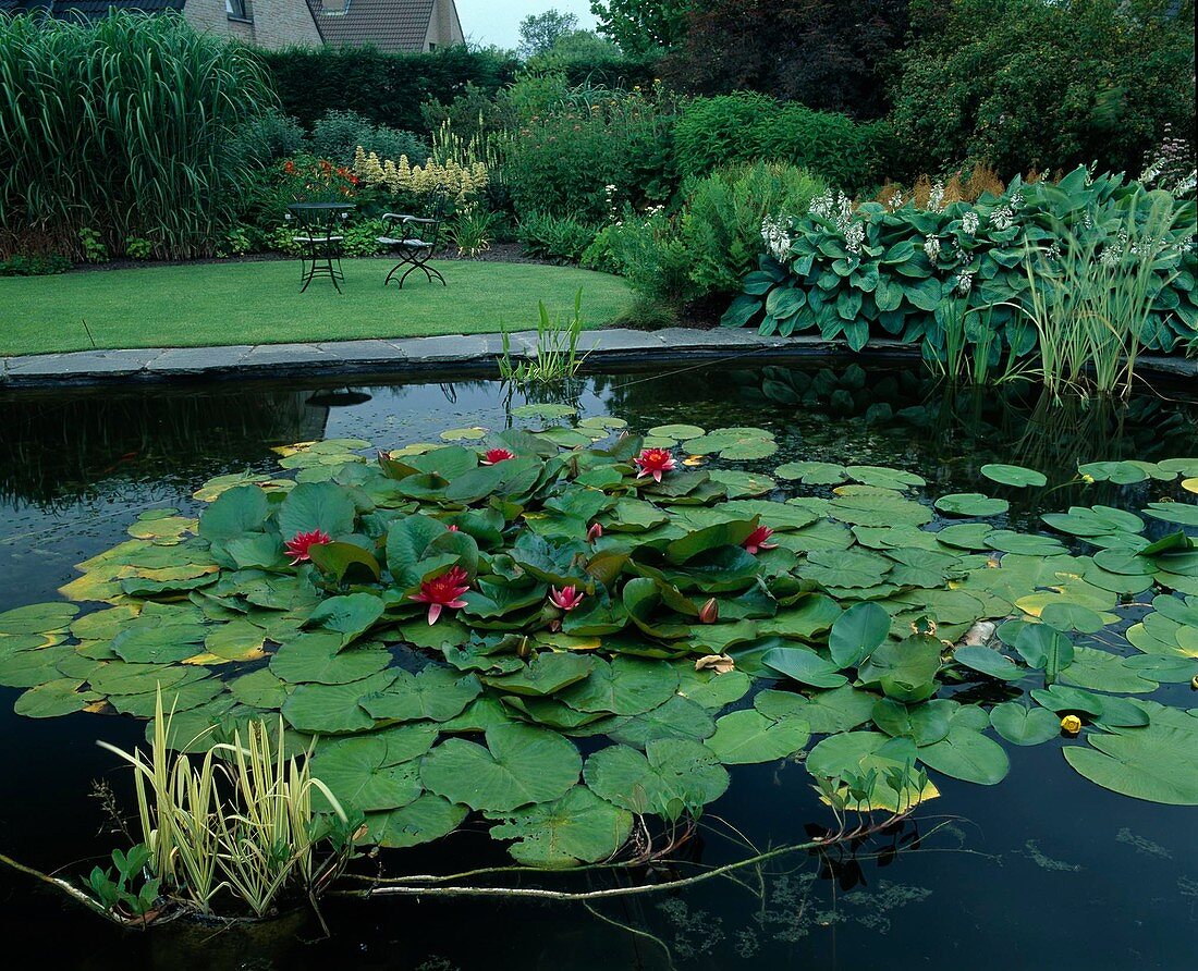 Nymphaea 'Attraction' (water lily), Hosta sieboldiana 'Elegans' (blue-leaf funkie), Miscanthus (Chinese reed), perennials in the bed, seating area on the lawn