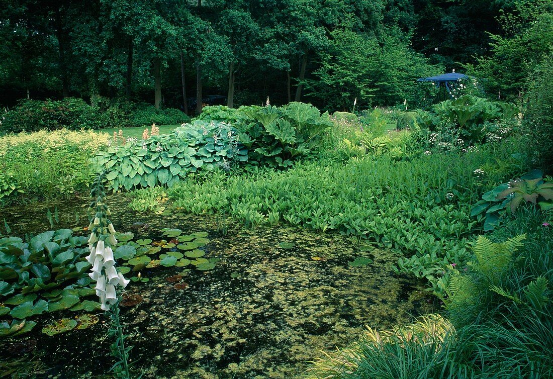 Teich mit Menyanthes trifoliata (Fieberklee), Nymphaea (Seerose) und voller Algen, am Ufer Gunnera tinctoria (Mammutblatt), Hosta (Funkien), Astilbe (Prachtspiere), Gräser und Farn