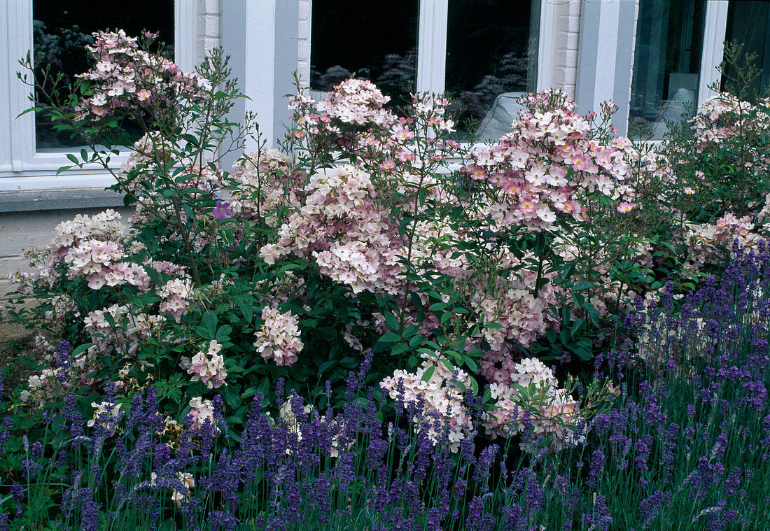 Rosa moschata'Ballerina' (Strauchrose), öfterblühend, kaum duftend, Lavandula angustifolia (Lavendel)