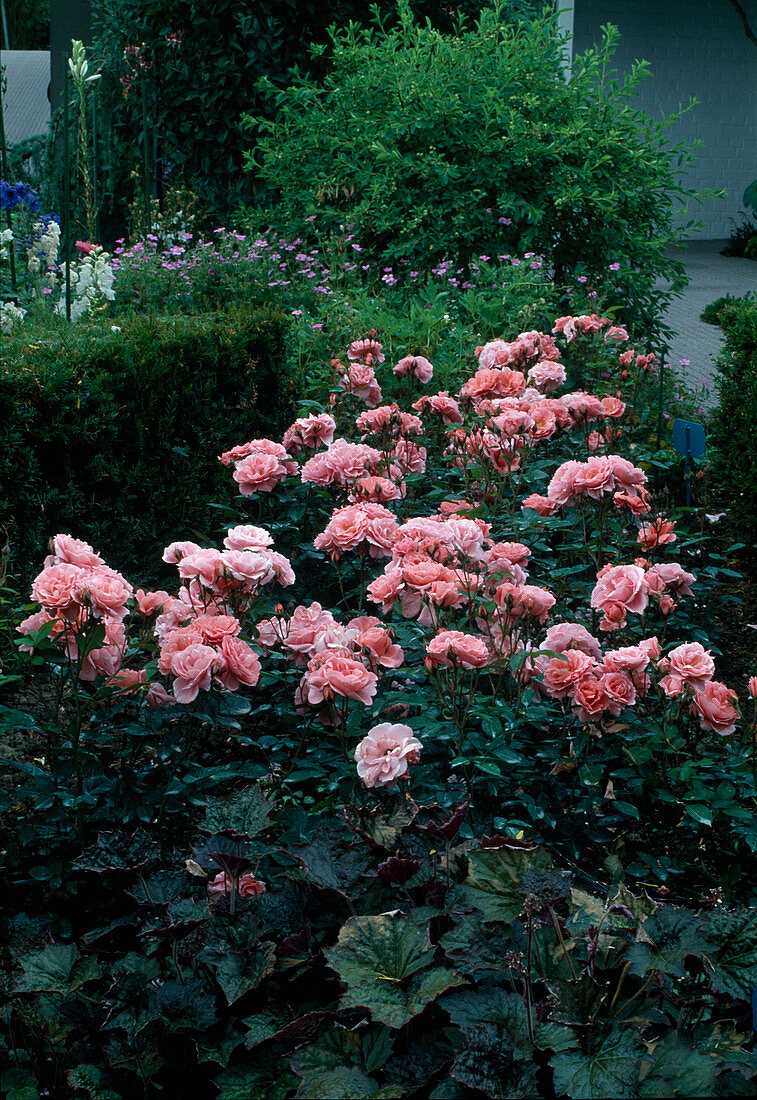 Rosa 'Kurfürstendamm' syn. 'Jardins de France' Floribundarose, öfterblühend mit leichtem Duft