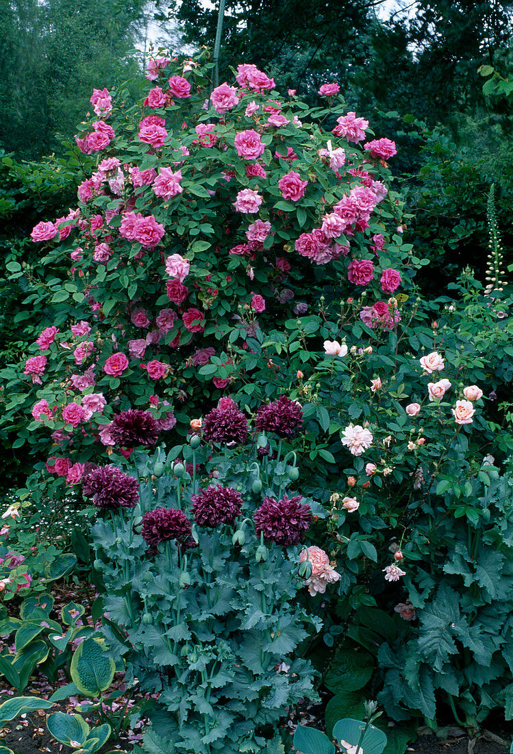 Various climbing roses and dark opium poppies in the garden