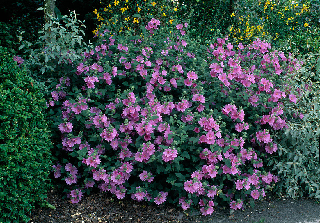 Lavatera olbia 'Lilac Lady'(bush mallow)