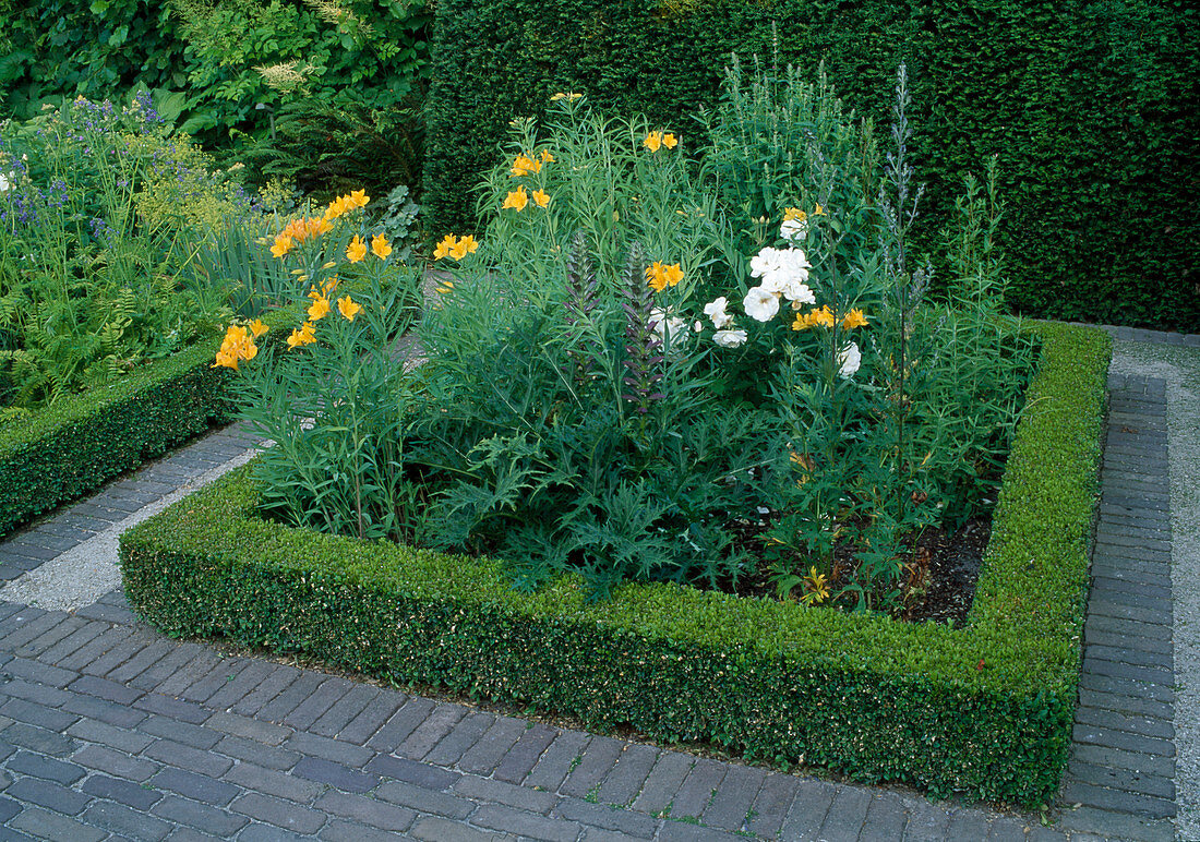 Rosa 'Schneewittchen'(shrub rose), Alstroemeria (inca lily), Acanthus mollis (hogweed) in a square with a hedge of Buxus (boxwood) as edging