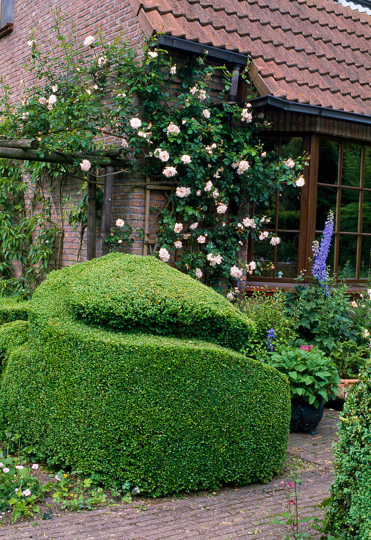 Buxus sempervirens (Buchs) - Topiary, Rosa 'New Dawn' (Kletterrose), gesund, öfterblühend, leichter Apfelduft wächst am Haus, Delphinium (Rittersporn)
