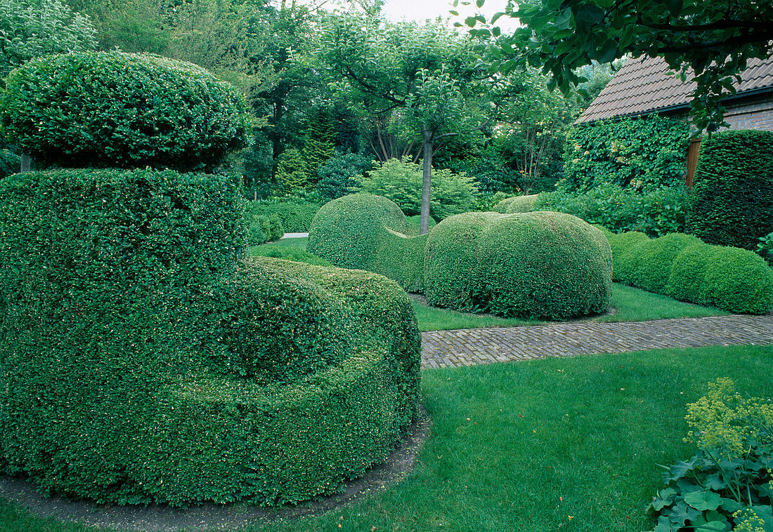 Buxus sempervirens (boxwood) artfully cut in various shapes, apple tree (Malus)