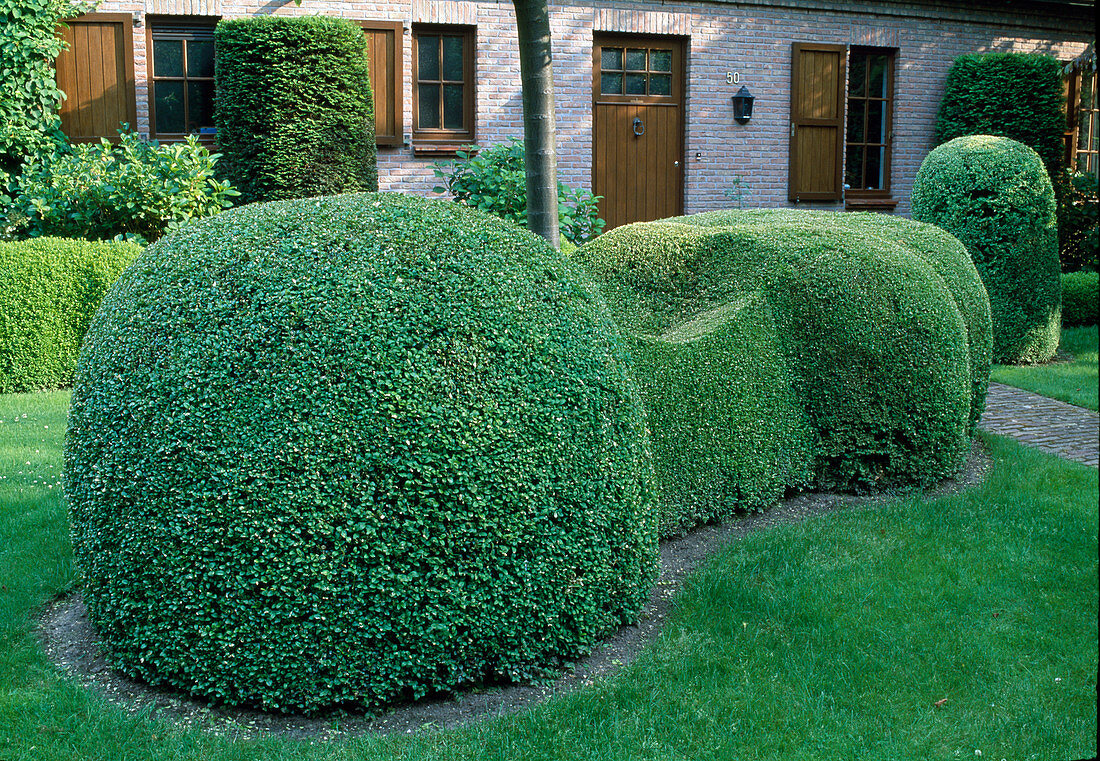 Buxus sempervirens (Box) as topiary under tree