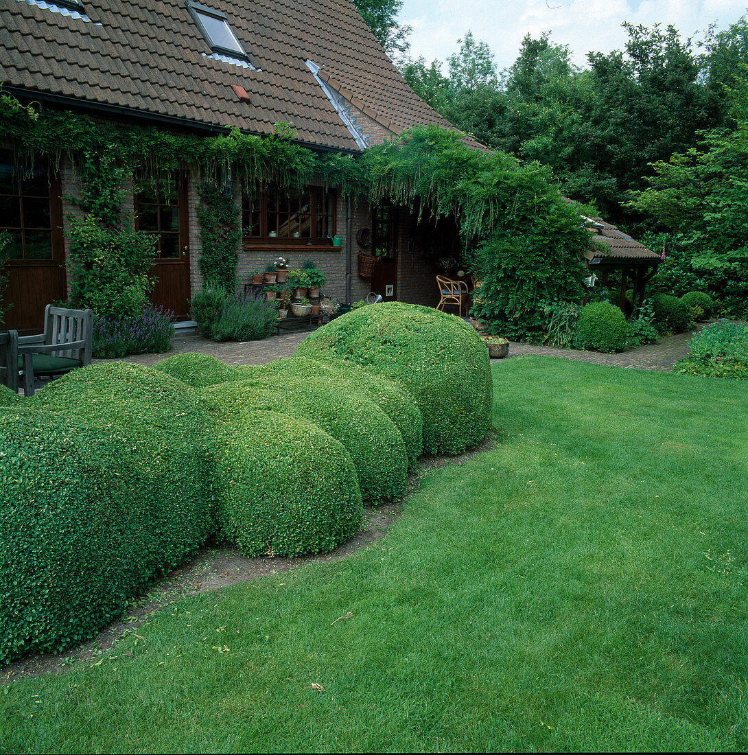 Buxus sempervirens (Buchs) Wolkenschnitt, Lavandula (Lavendel) und Wisteria (Blauregen) am Haus