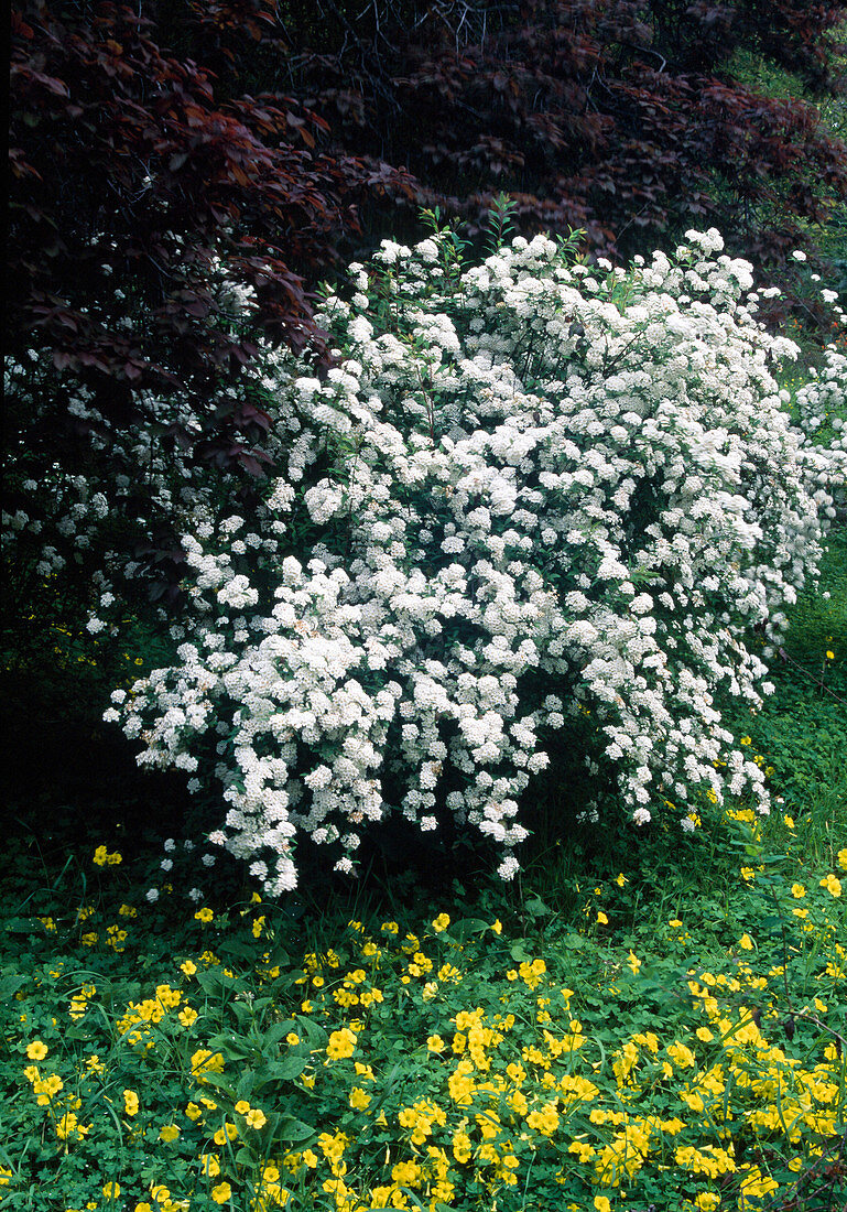 Spiraea cantoniensis (Kanton-Spierstrauch), gelber Klee (Oxalis pes-caprae) als Bodendecker