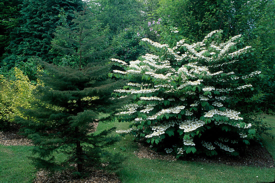 Cryptomeria japonica (Sicheltanne), Viburnum plicatum 'Mariesii'(Japanischer Schneeball)