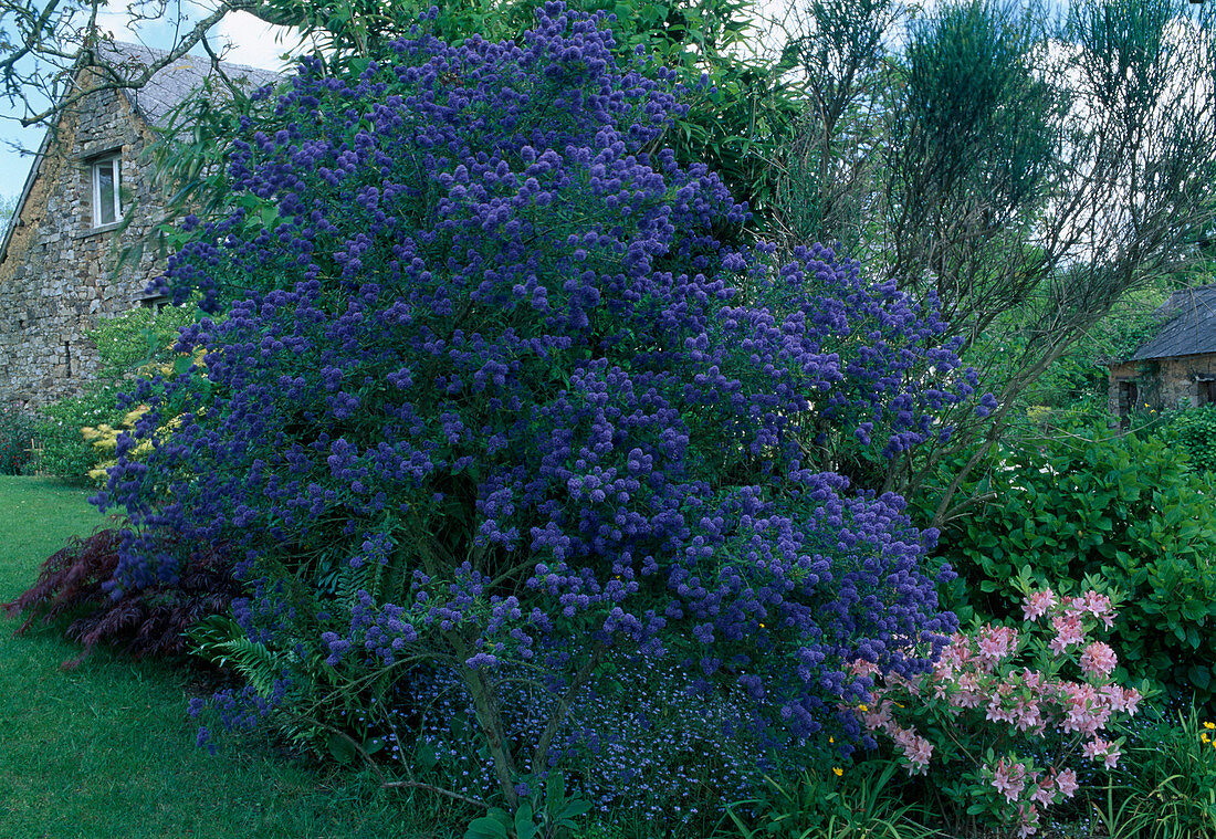 Ceanothus 'Concha' (Säckelblume), schöner Strauch für Weinbauklima