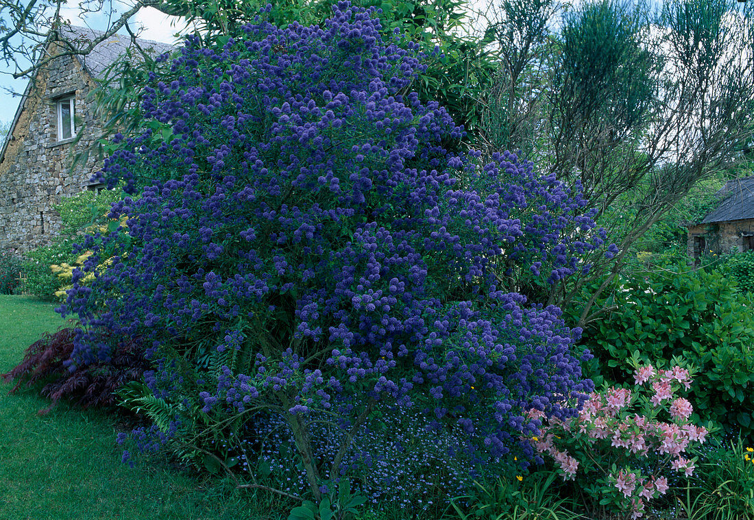 Ceanothus 'Concha' (marigold), beautiful shrub for vineyard climates