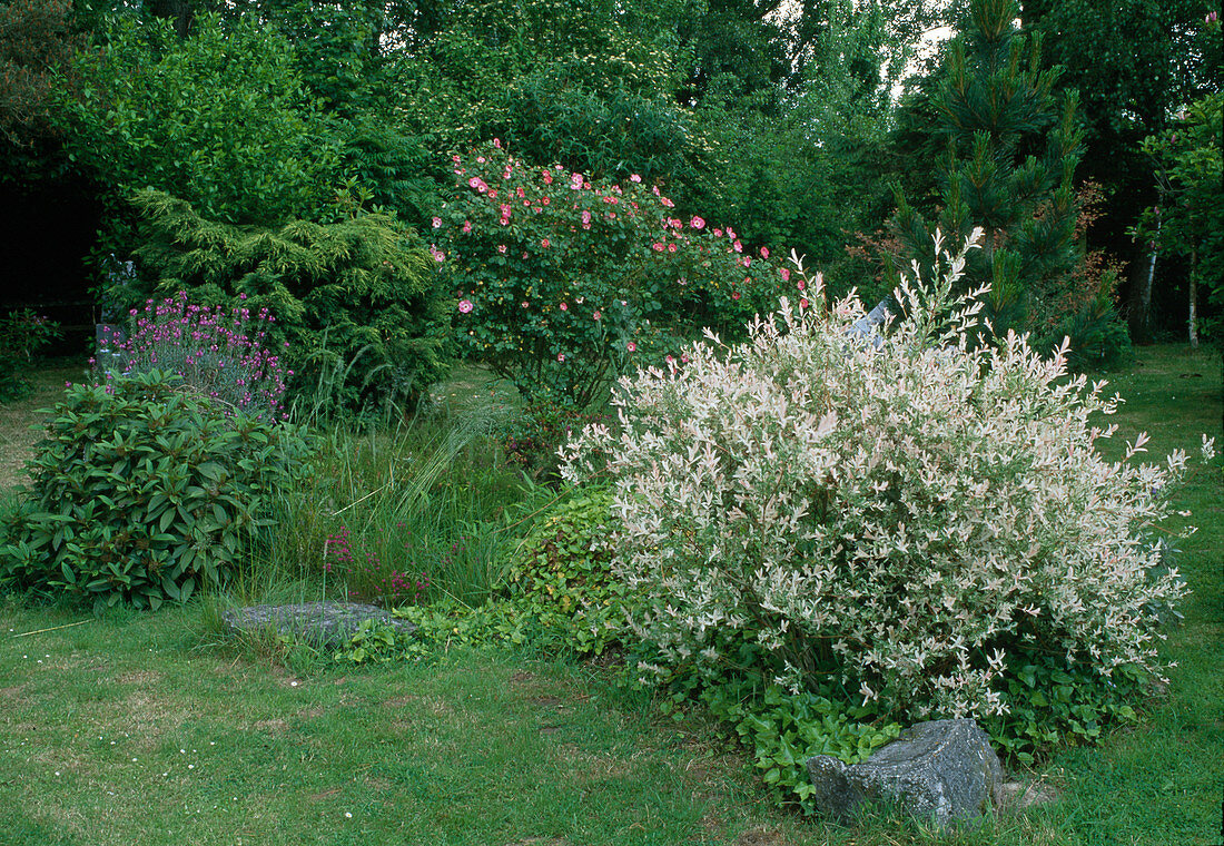 Salix integra 'Hakuro nishiki'(Harlekinweide), Rosa 'Pink Meidiland'syn.' Schloß Heidegg 'Strauchrose, öfterblühend, zart duftend, robust