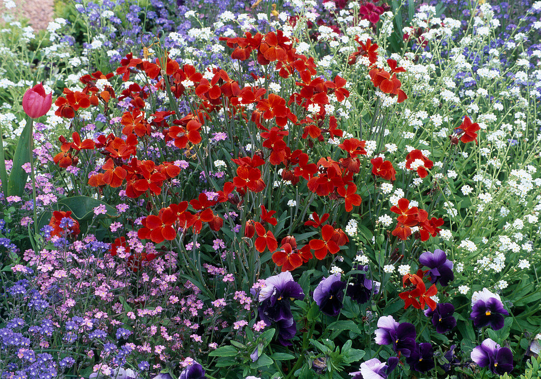 Cheiranthus cheiri (golden violet), Mosotis (forget-me-not), Viola cornuta (horned violet)