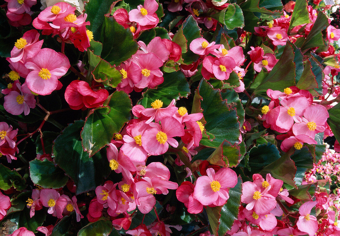 Begonia semperflorens 'Party rose gr.I'