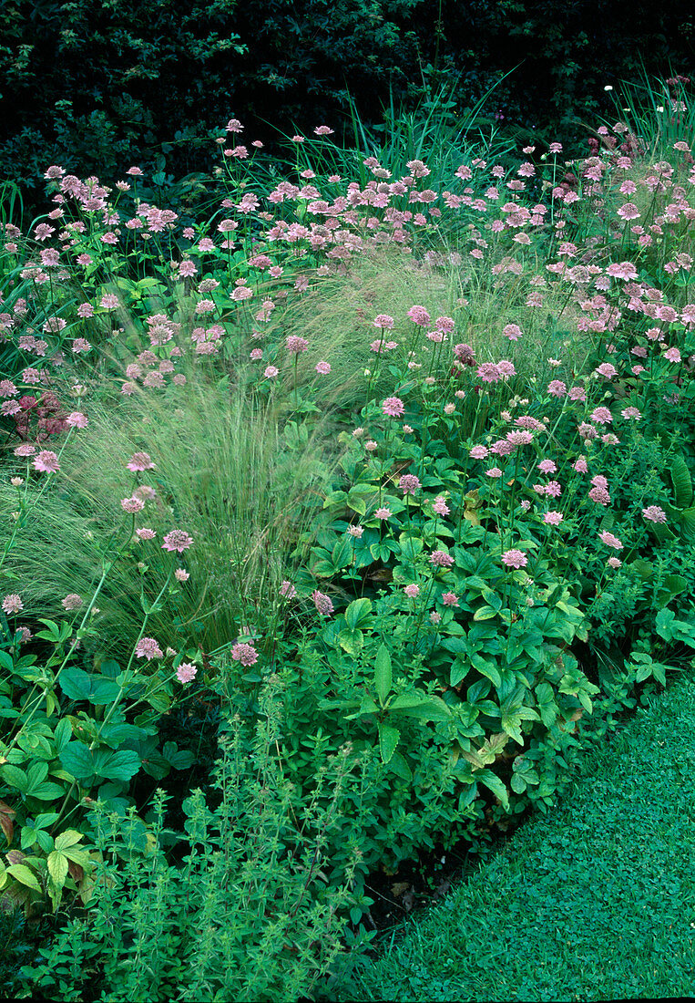 Astrantia maxima (Starthistle), Stipa tenuissima (Hair Grass, Feather Grass)