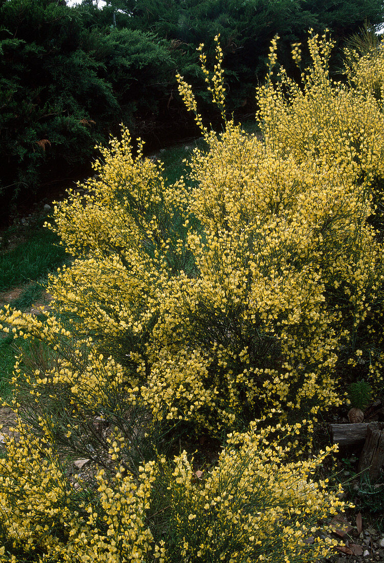 Cytisus praecox