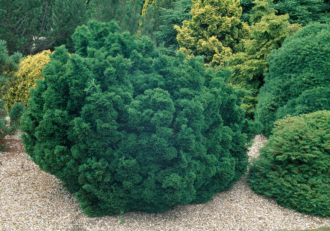 Chamaecyparis lawsoniana 'Gnome' in the coniferous garden