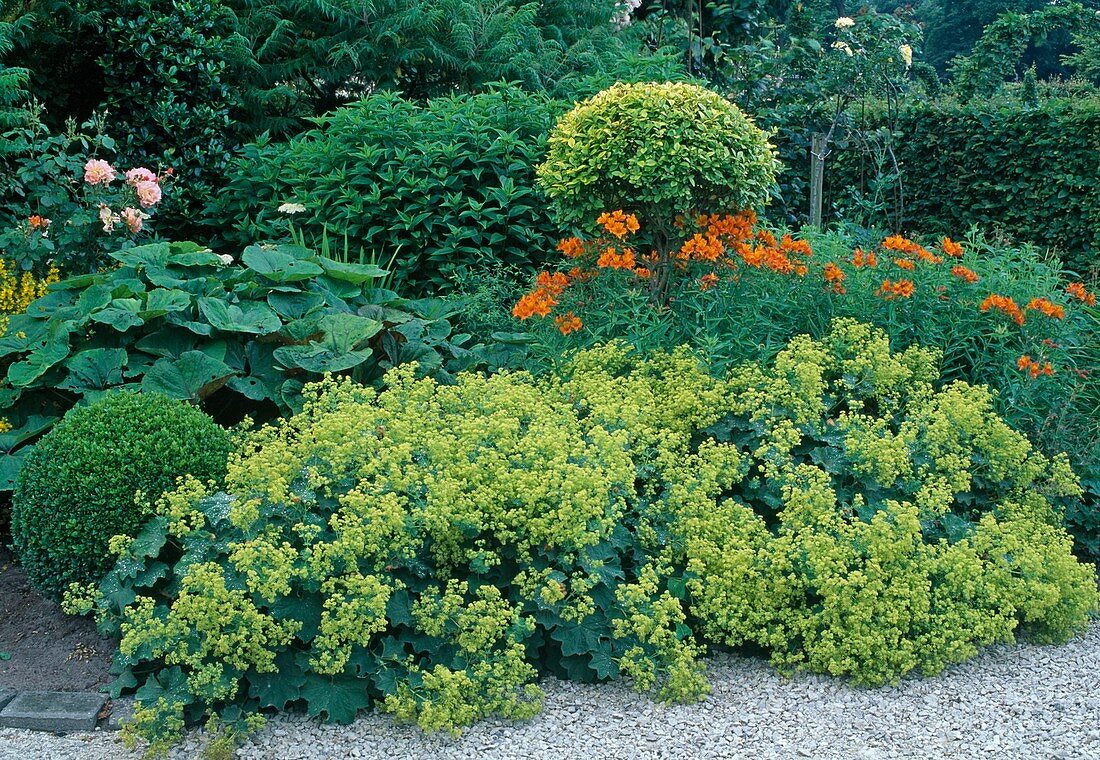 Alchemilla mollis (Frauenmantel), Petasites (Pesturz), Alstroemeria (Inkalilien), Ligustrum (Liguster), Buxus (Buchs)