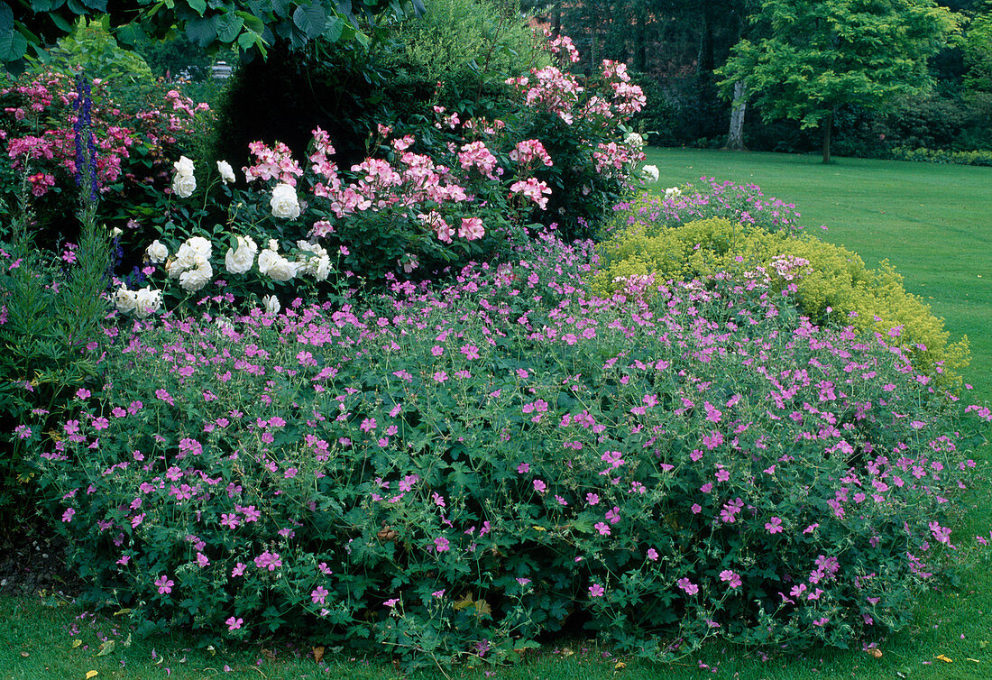 Geranium endressii (Storchschnabel), Rosa 'Rush' 'Iceberg' (Rosen), Alchemilla mollis (Frauenmantel)