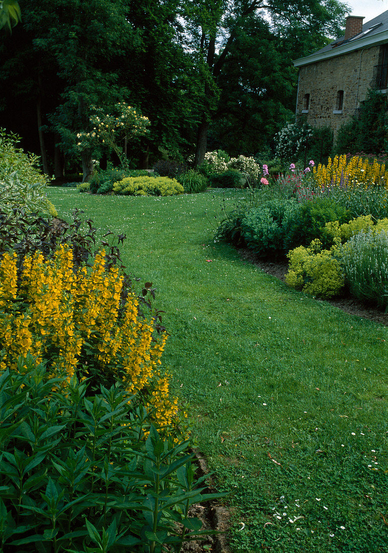 Rasenweg zwischen Beeten: Lysimachia punctata (Gold-Felberich), Alchemilla mollis (Frauenmantel), Lavendel (Lavandula), Rosa (Rosen)