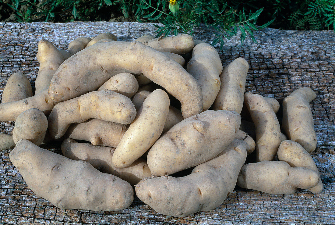 Freshly harvested potatoes 'La Ratte d'Ardeche' (Solanum tuberosum)