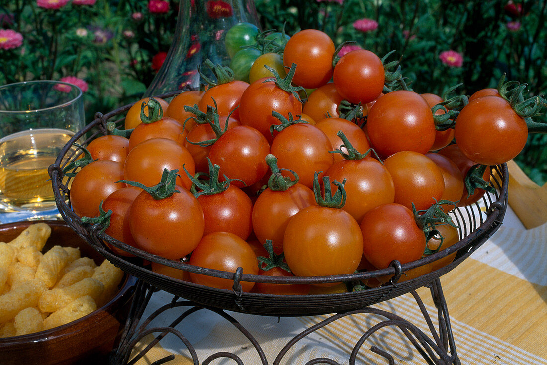 Cherry tomatoes 'Sun Gold' (Lycopersicon) in bowl on table
