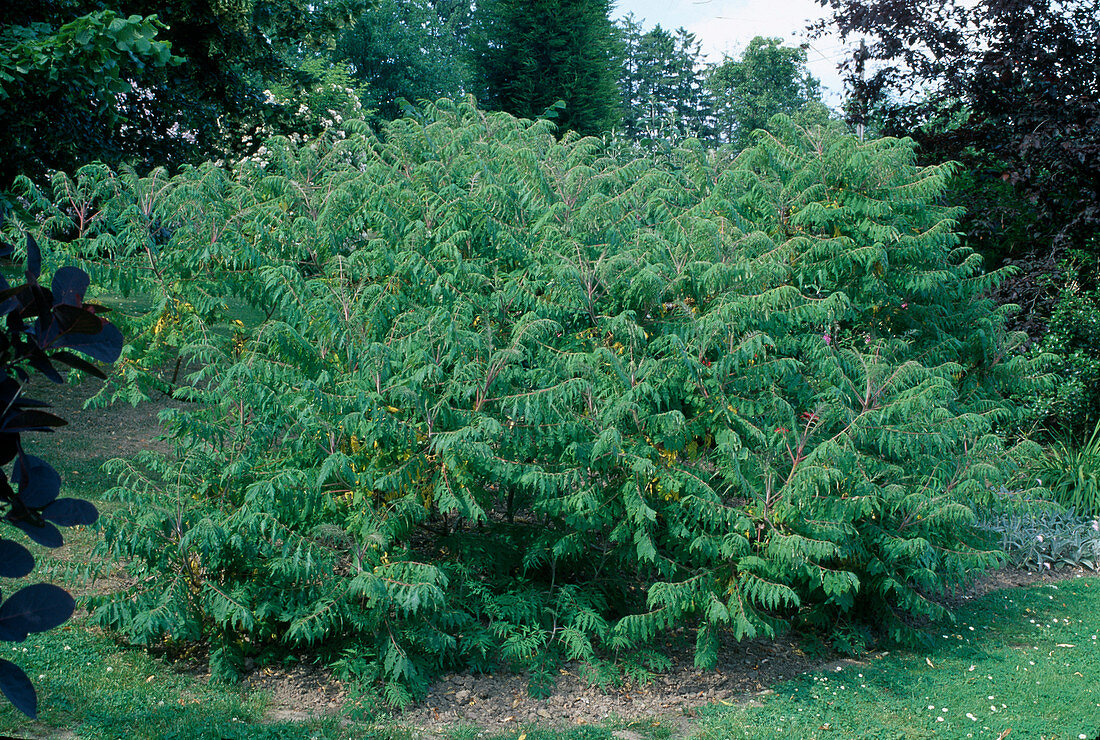 Rhus typhina (Vinegar tree)