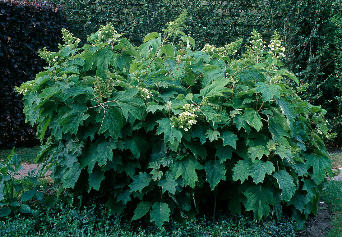 Hydrangea quercifolia (Eichenblatt-Hortensie) mit weissen Blüten