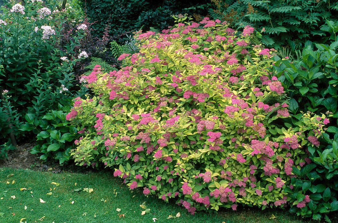 Spiraea japonica 'Goldflame'(Japanische Goldblattspiere, Japanspiere)