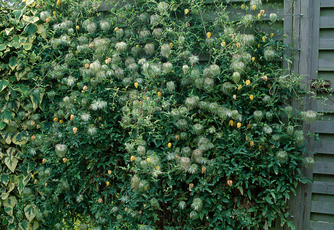 Clematis 'Tangutica'