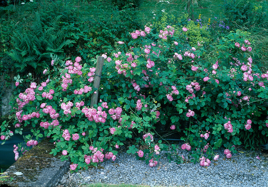 Rosa (Rose 'Raubritter') Shrub rose or low climbing rose, single flowering, light fragrance