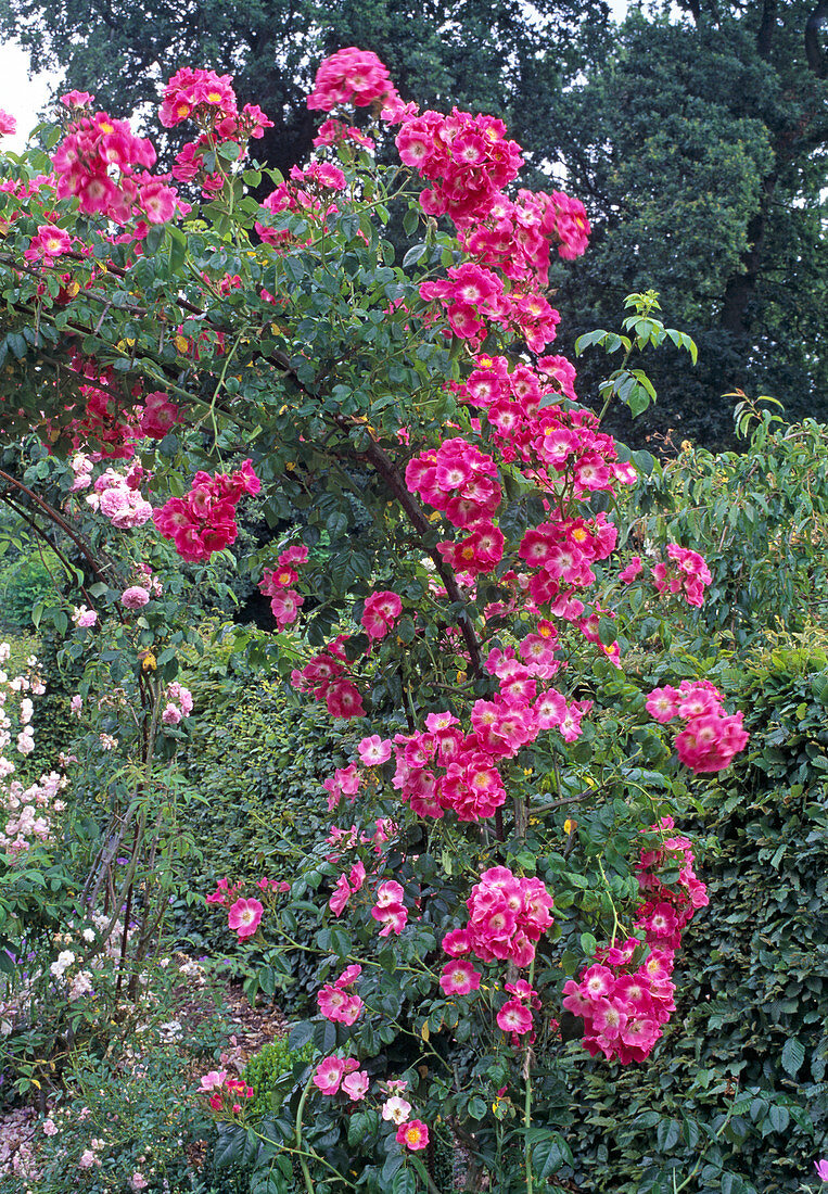 Historische Rose (Rosa) 'Maria Lisa', Ramblerrose, Kletterrose mit Duft, einmalblühend