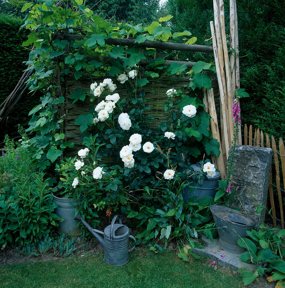 Rosa 'Maria Mathilda' Floribunda, repeat flowering, fragrance, Vitis vinifera (grapevine) and perennials overgrown Wattle wall in corner of garden