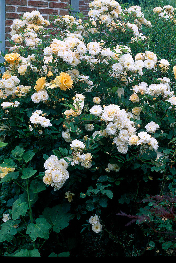 Rosa 'Ghislaine de Feligonde' (Historic Rambler Rose), repeat flowering, light fragrance