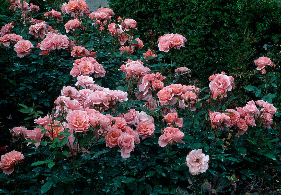 Rosa 'Favorite' syn. 'Favori' (Floribunda Rose, Polyantha Rose), guter Duft