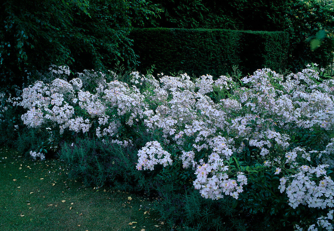 Rosa 'Tapis Volant' (shrub rose, ground cover rose), repeat flowering, fruity fragrance and Lavandula stoechas (lavender)