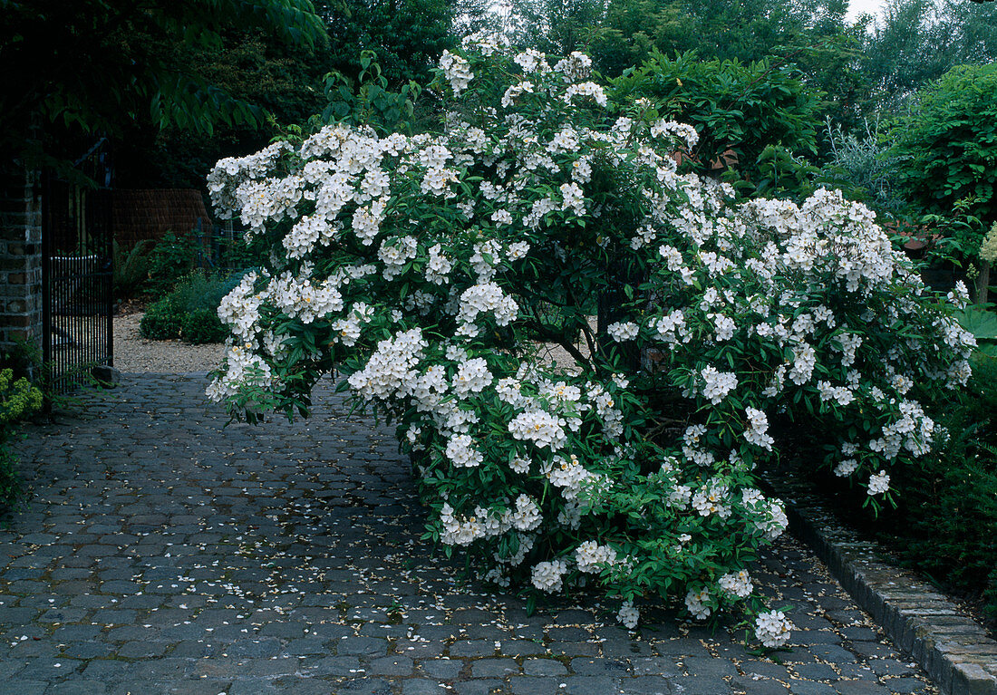 Rosa 'Pleine de Grace' (climbing rose), single flowering, good fragrance