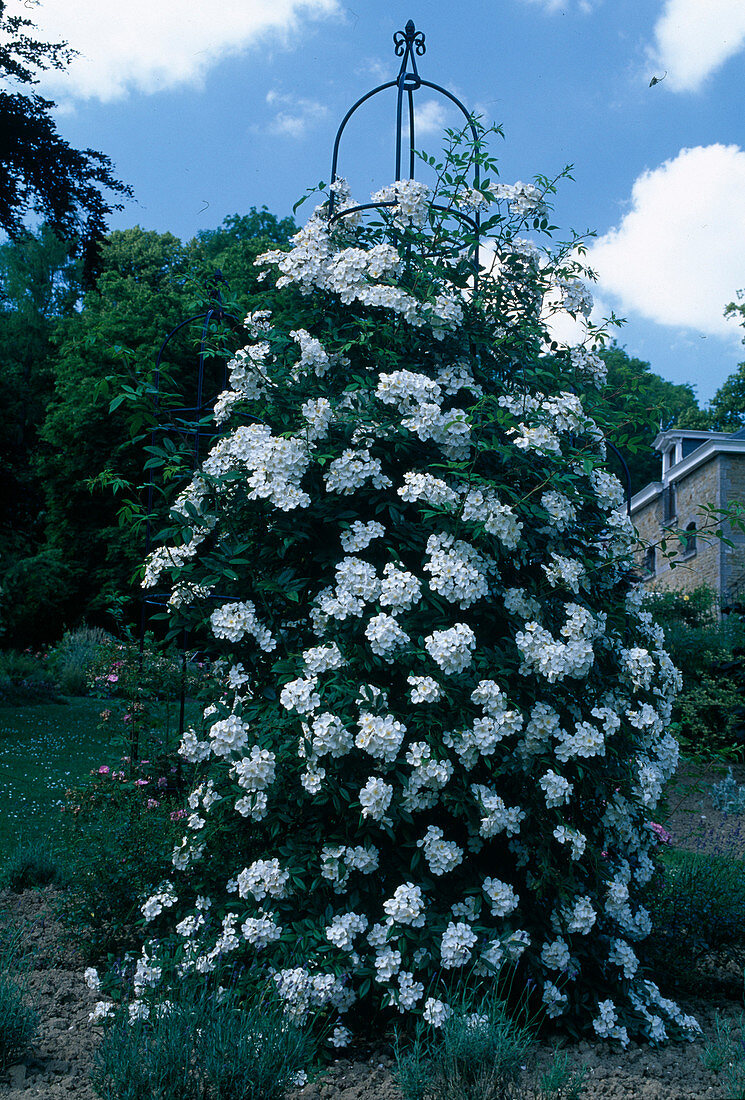 Rosa 'Pleine de Grace' Strauchrose, einmalblühend, intensiver Duft an Rankobelisk