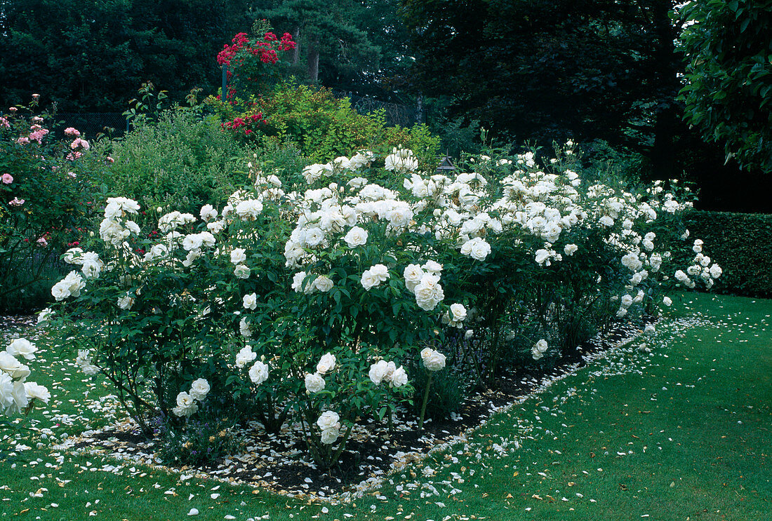 Rosa 'Iceberg' syn. 'Snow White' (shrub rose), repeat flowering