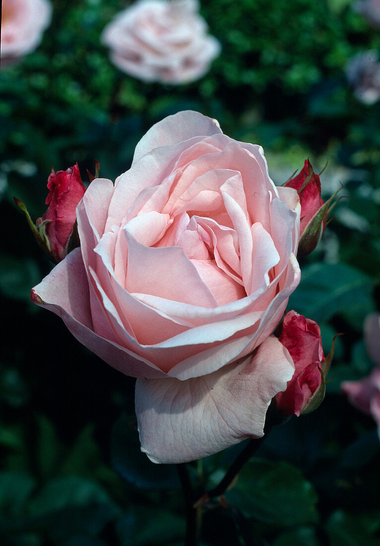 Rosa 'The Queen Elizabeth Rose', Beetrose, öfterblühend, angenehmer Duft