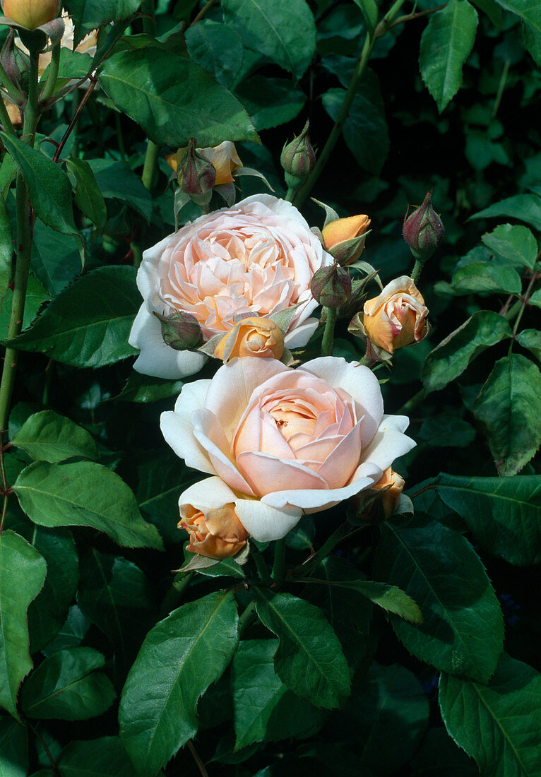 Rosa 'Sweet Juliet' (English Rose), repeat flowering with strong fragrance