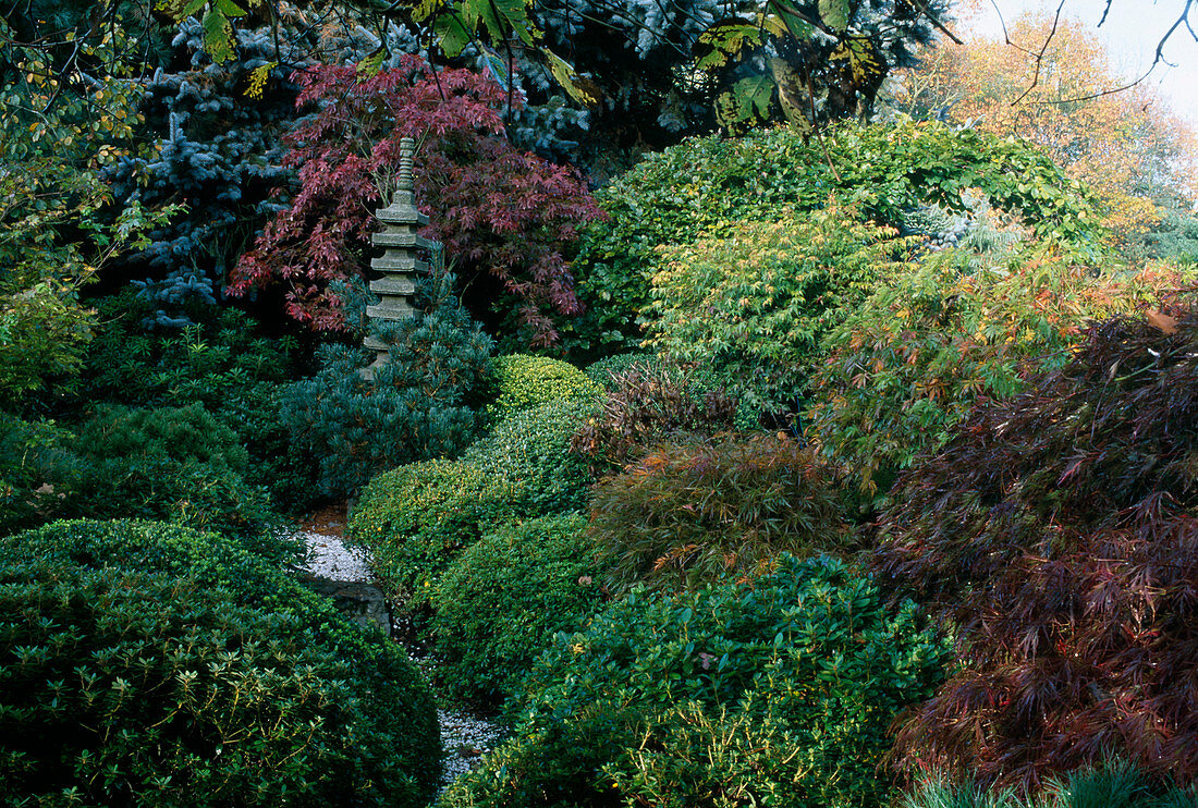 Japanischer Garten: Rhododendron(Japanische Azaleen), Acer palmatum (Schlitzahorn, Fächerahorn), Pinus parviflora (Maedchenkiefer), Steinpagode