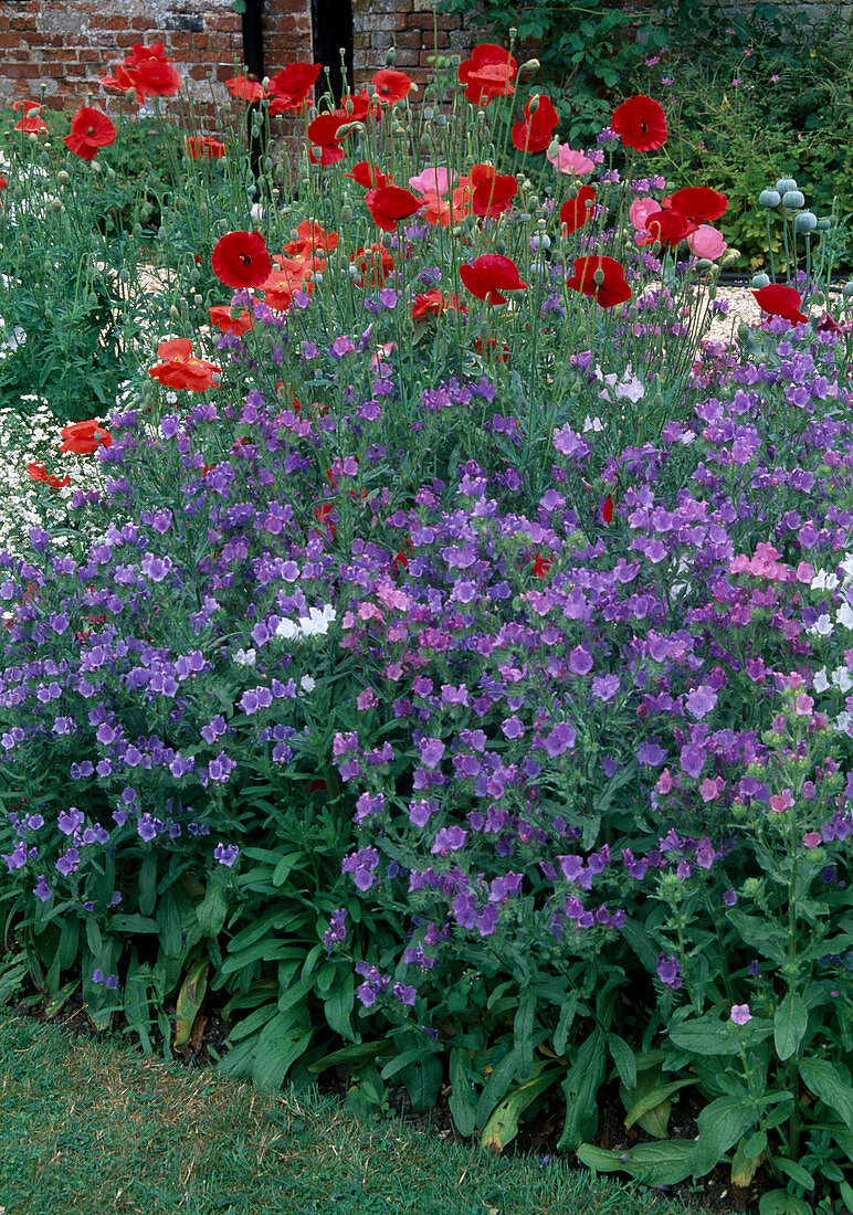 Echium vulgare (common viper's bugloss), Papaver rhoeas (corn poppy)